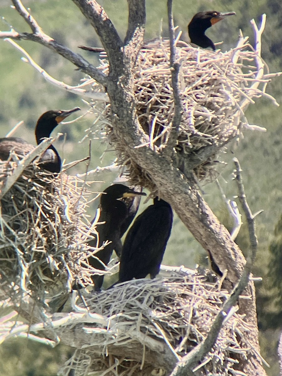 Double-crested Cormorant - ML620512998