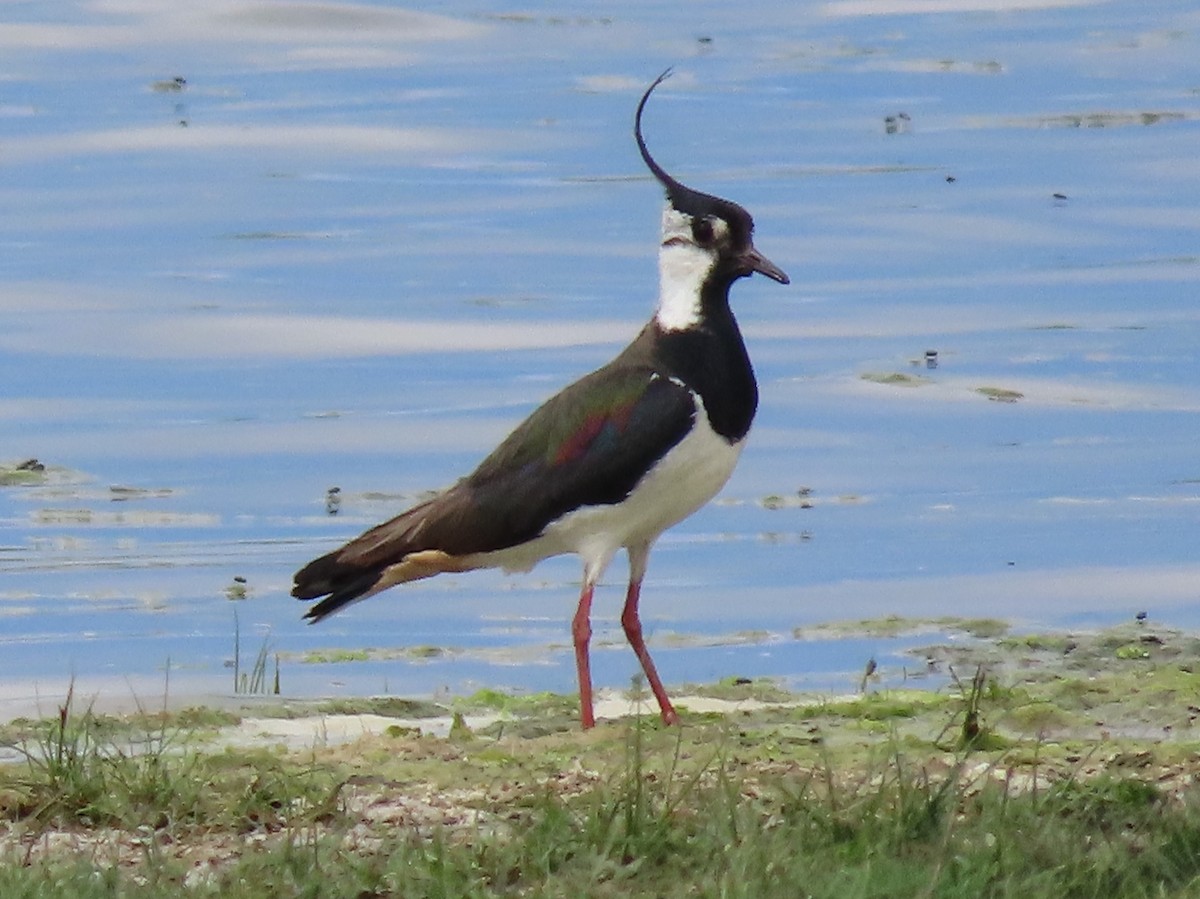 Northern Lapwing - ML620513003