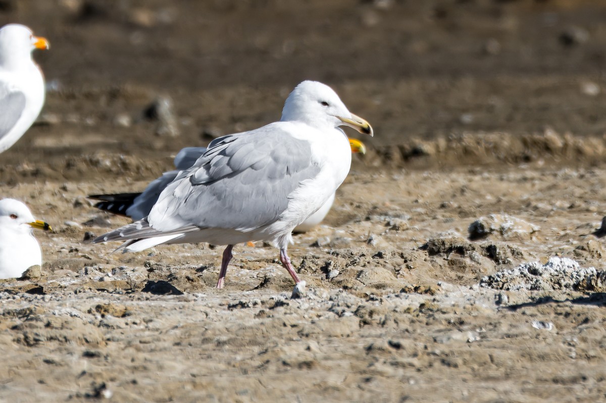 Glaucous-winged Gull - ML620513004