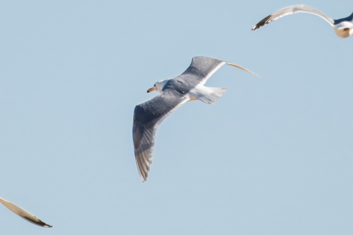 Glaucous-winged Gull - ML620513005