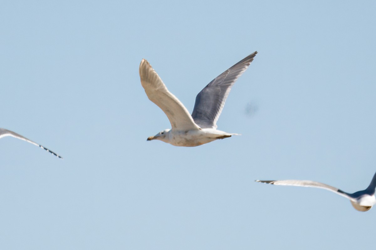 Glaucous-winged Gull - ML620513006