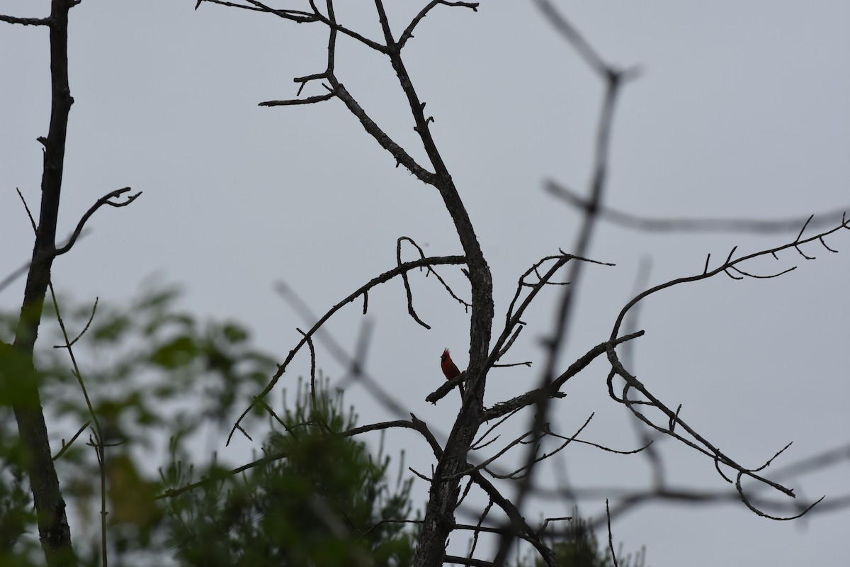 Northern Cardinal - ML620513010