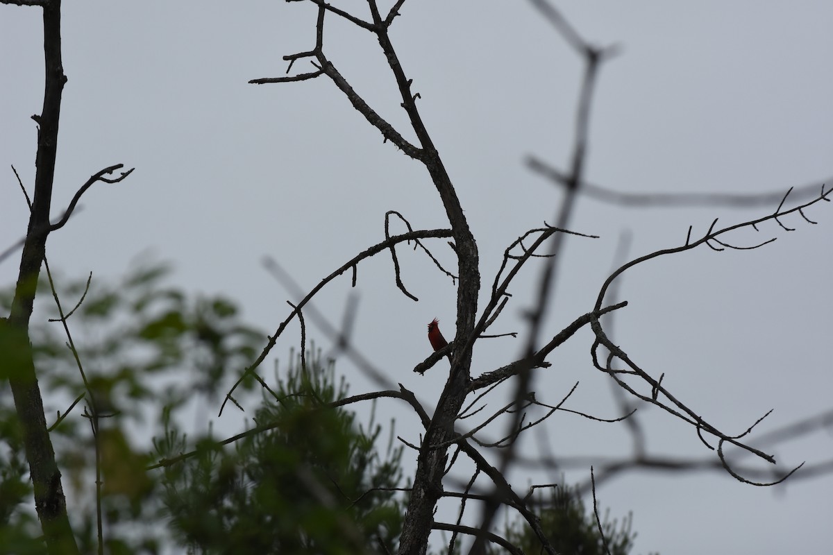 Northern Cardinal - Jason Coil