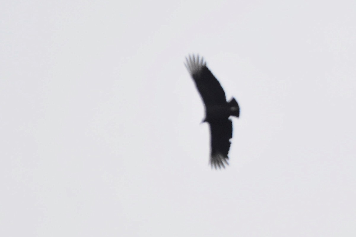 Black Vulture - ML620513012