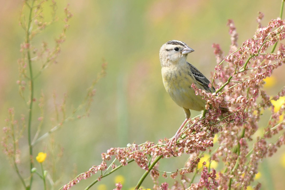 bobolink americký - ML620513013