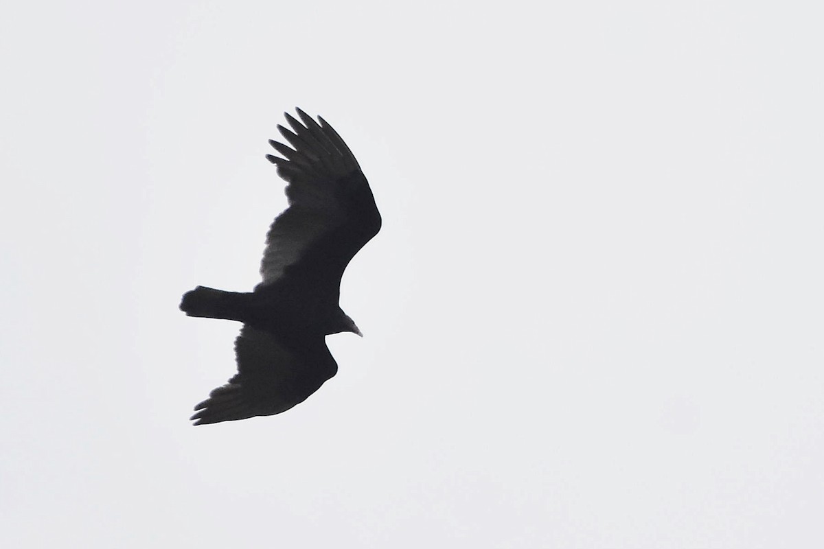 Turkey Vulture - ML620513021