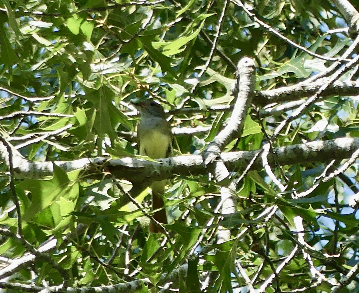 Great Crested Flycatcher - ML620513022