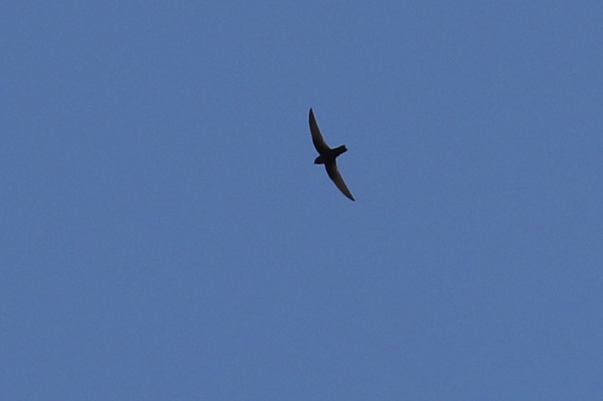 Black Swift - ML620513027