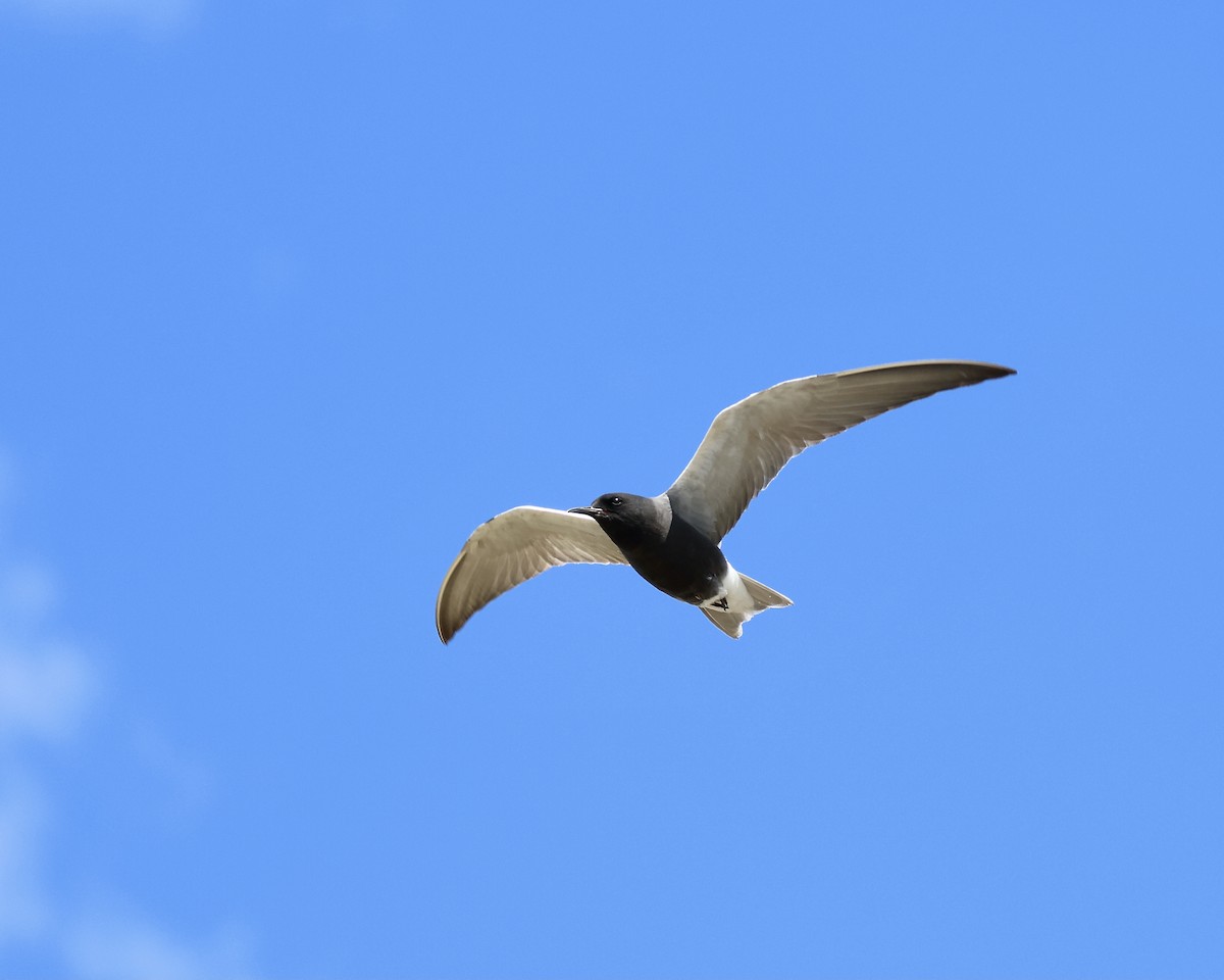 Black Tern - ML620513032