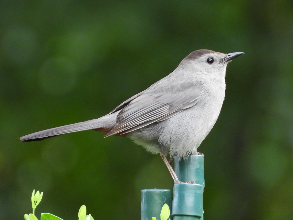 Gray Catbird - ML620513041