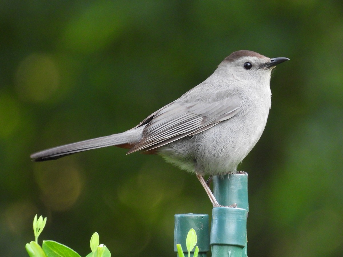 Gray Catbird - ML620513042