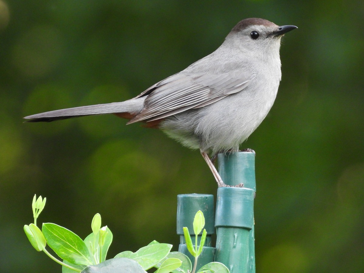 Gray Catbird - ML620513045