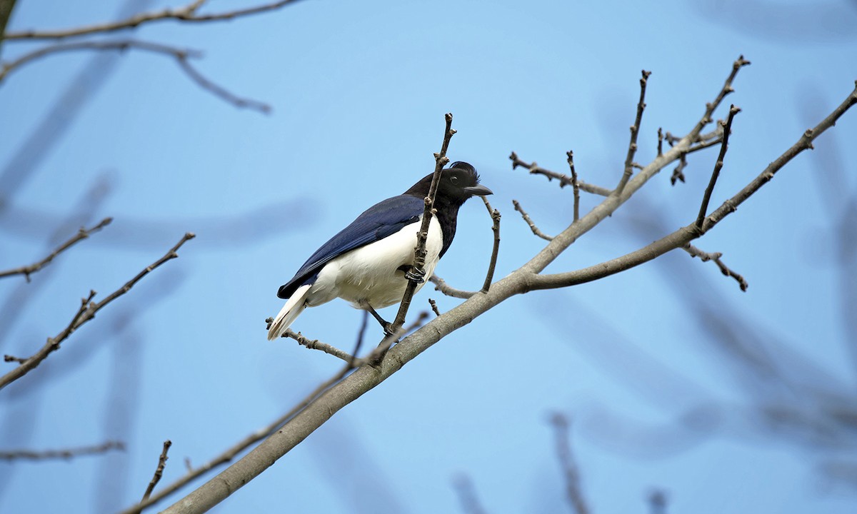 Curl-crested Jay - ML620513047