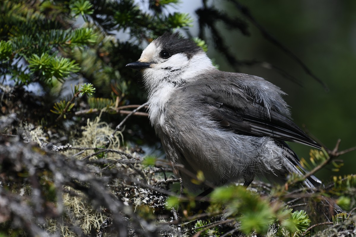 Canada Jay - Martin Bourbeau