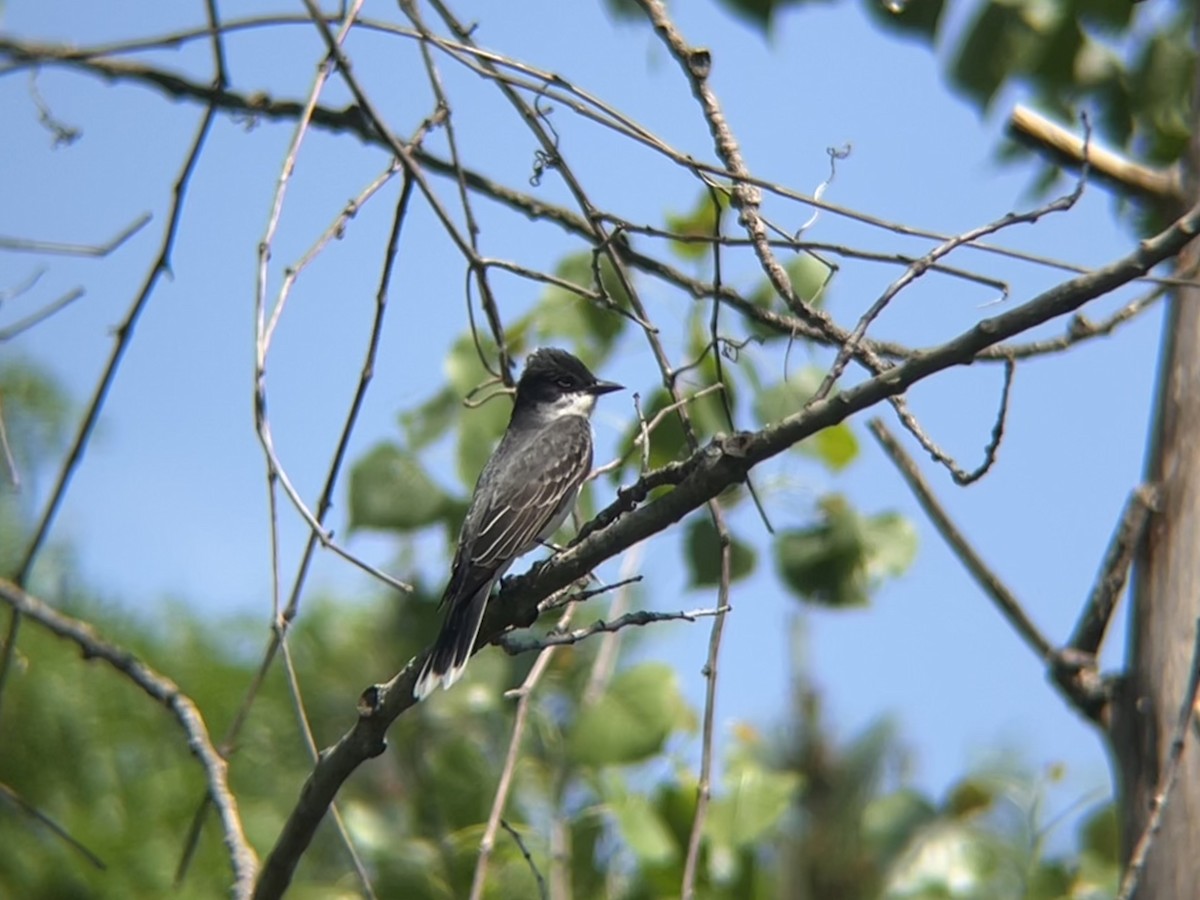 Eastern Kingbird - ML620513051