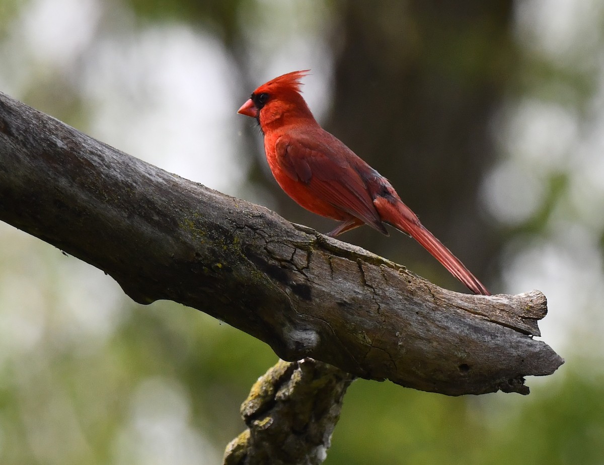 Cardenal Norteño - ML620513056