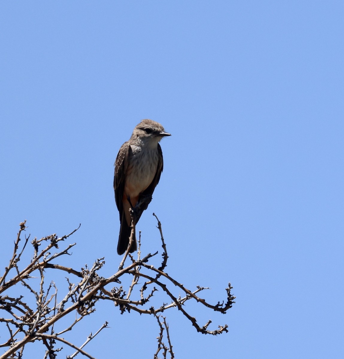 Vermilion Flycatcher - ML620513057