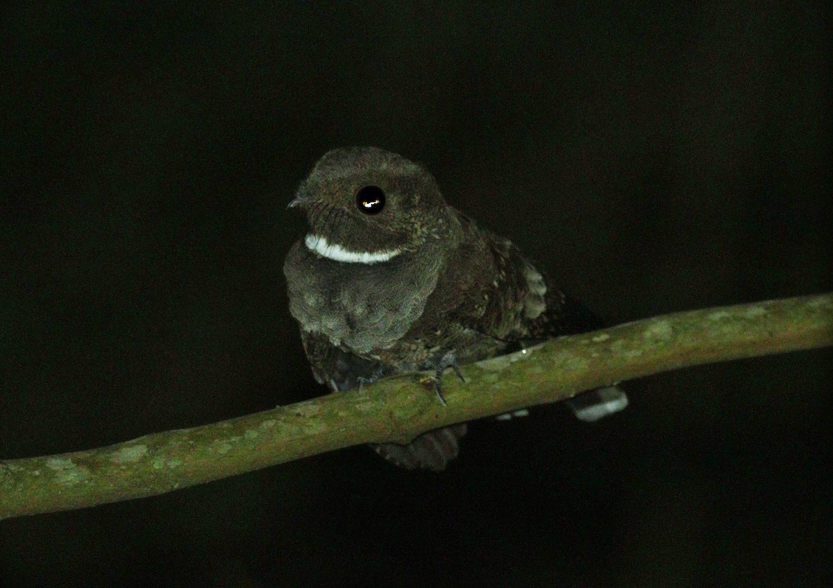 Ocellated Poorwill - ML620513063