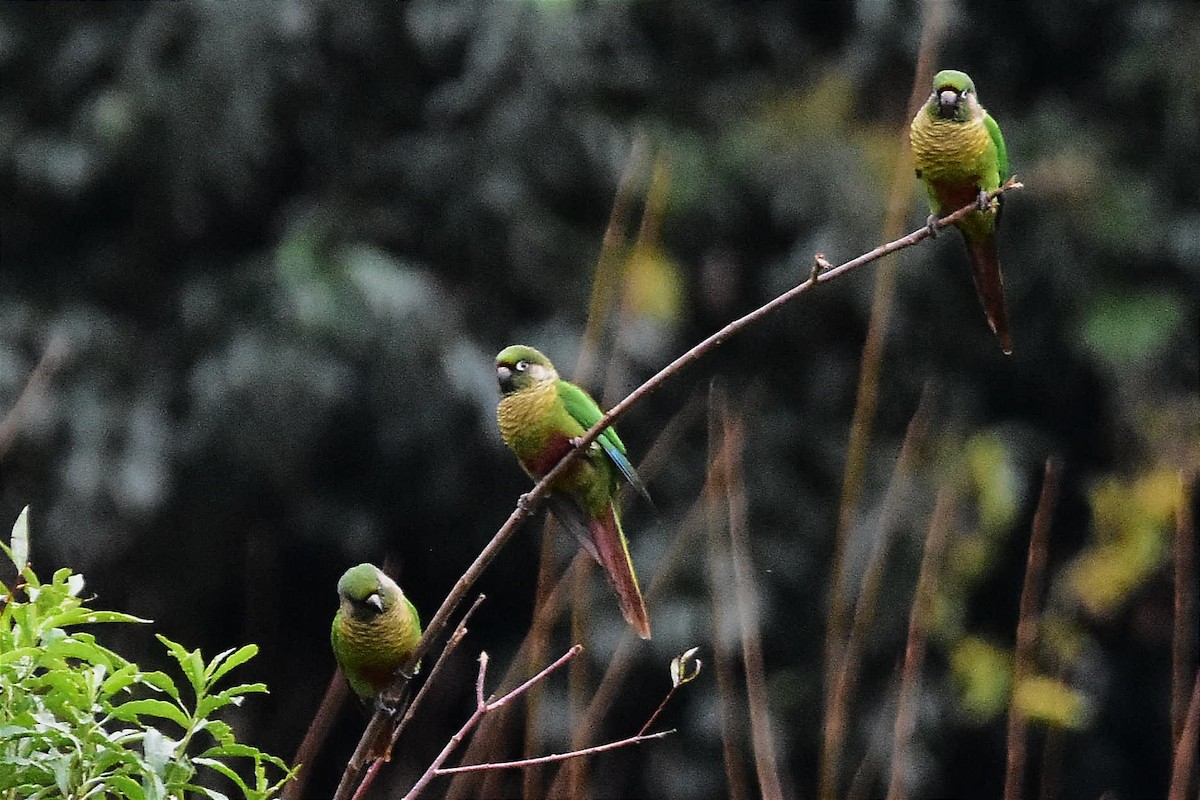 Conure de Vieillot - ML620513066