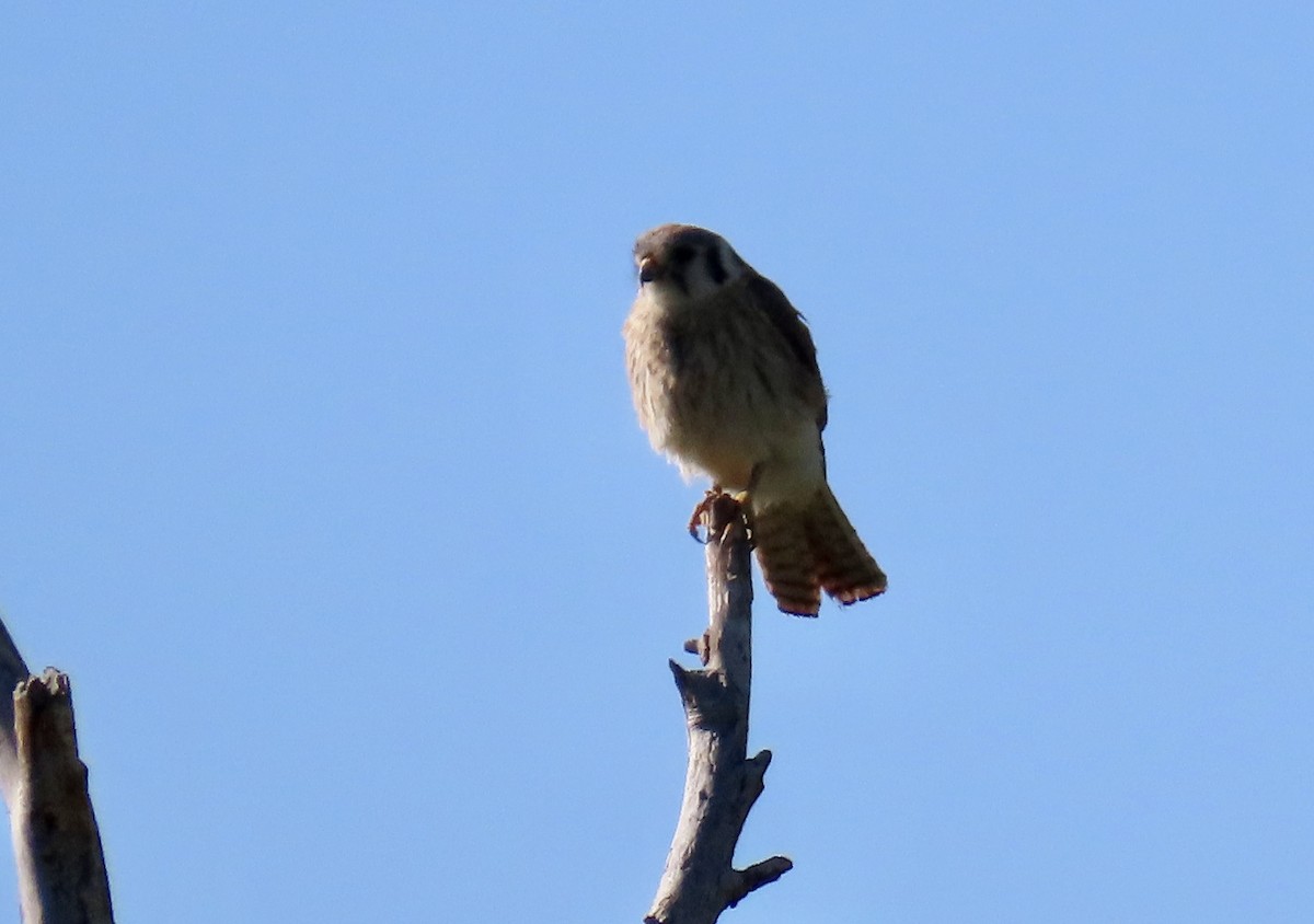 American Kestrel - ML620513068