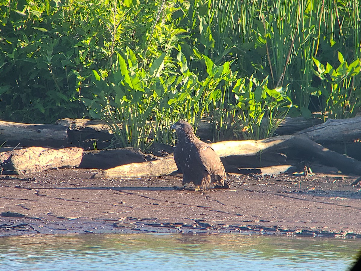 Bald Eagle - ML620513069