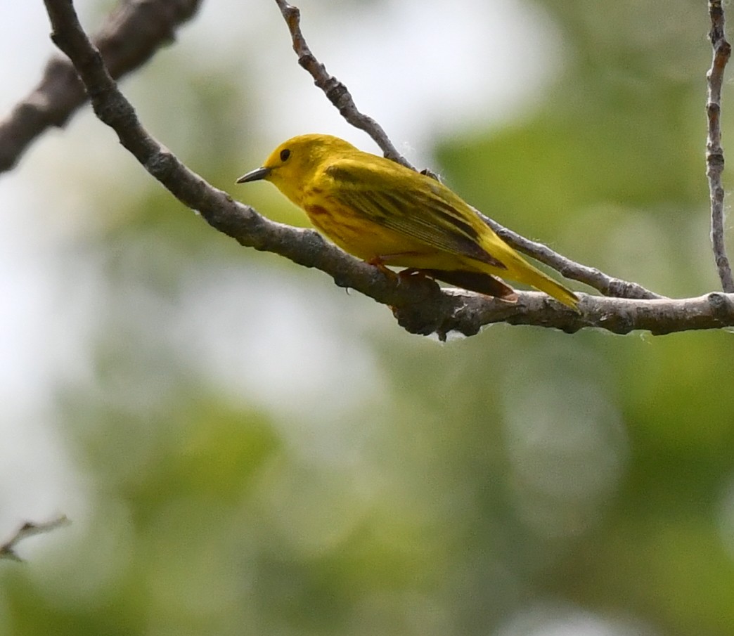 Yellow Warbler - Kristen Cart