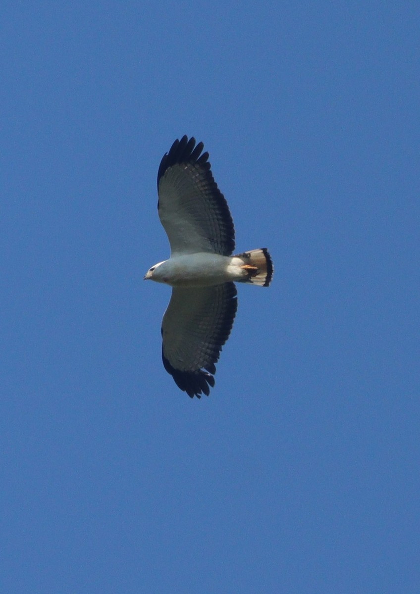 White-necked Hawk - ML620513075