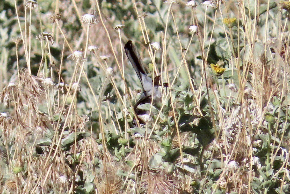 Blue-gray Gnatcatcher - Petra Clayton