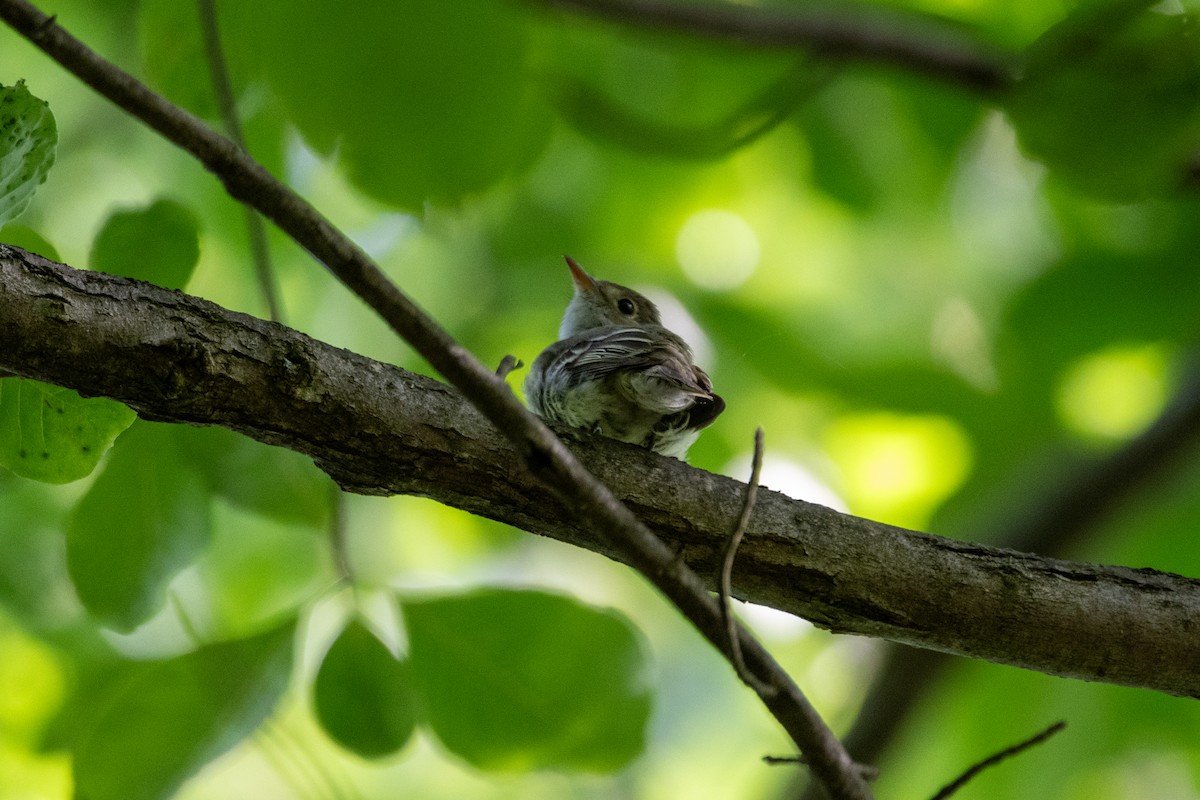 Acadian Flycatcher - ML620513078