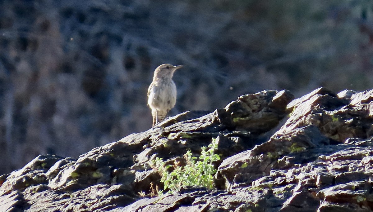 Rock Wren - ML620513081