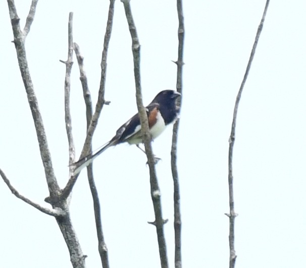 Eastern Towhee - ML620513082