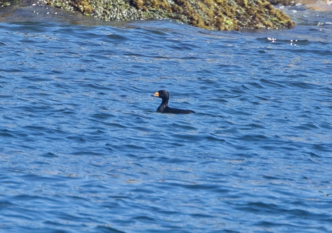 Black Scoter - ML620513084