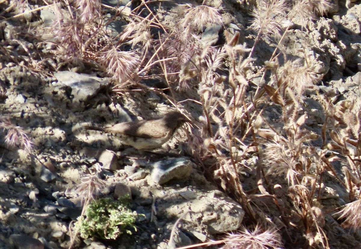 Rock Wren - Petra Clayton