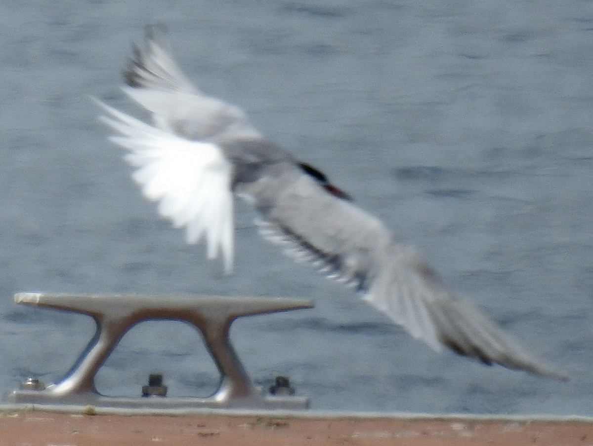 Common Tern - ML620513090