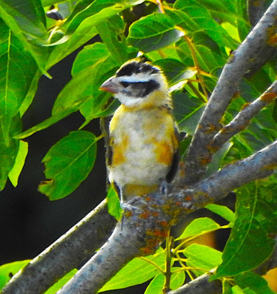 Black-headed Grosbeak - ML620513091