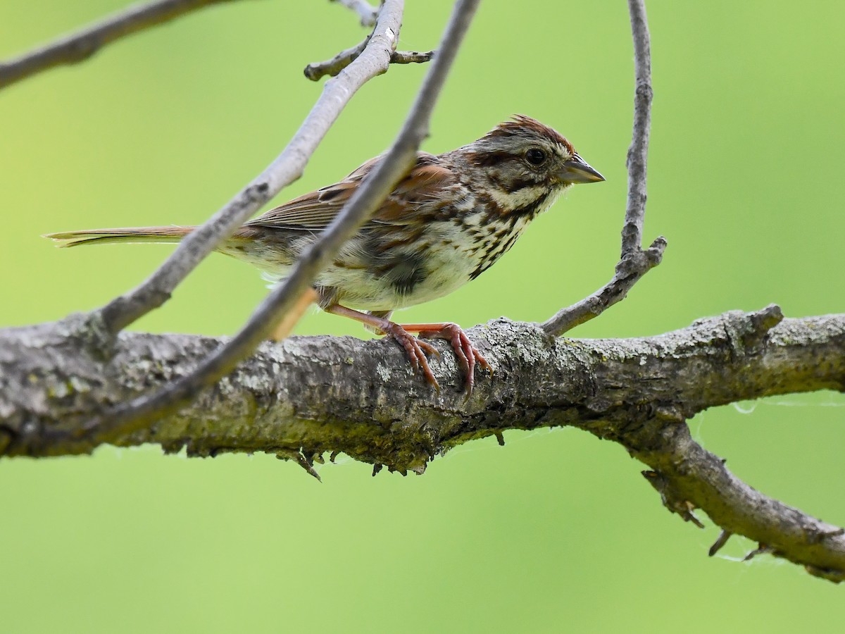 Song Sparrow - ML620513094