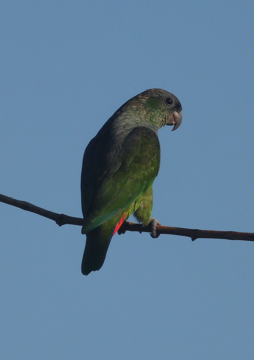 Папуга-червоногуз зеленощокий - ML620513098