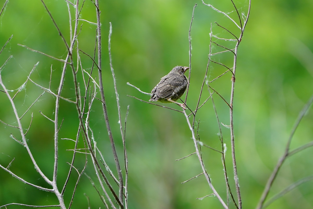 Brown-headed Cowbird - ML620513100