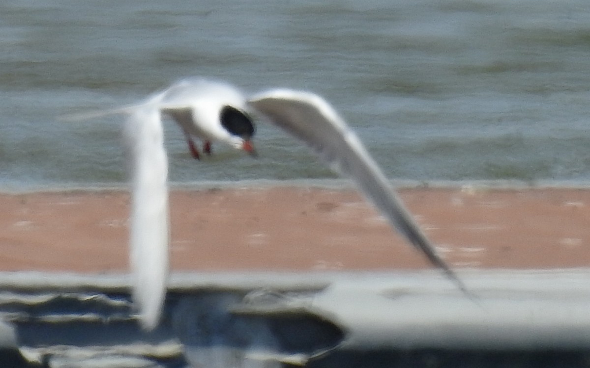 tern sp. - ML620513101