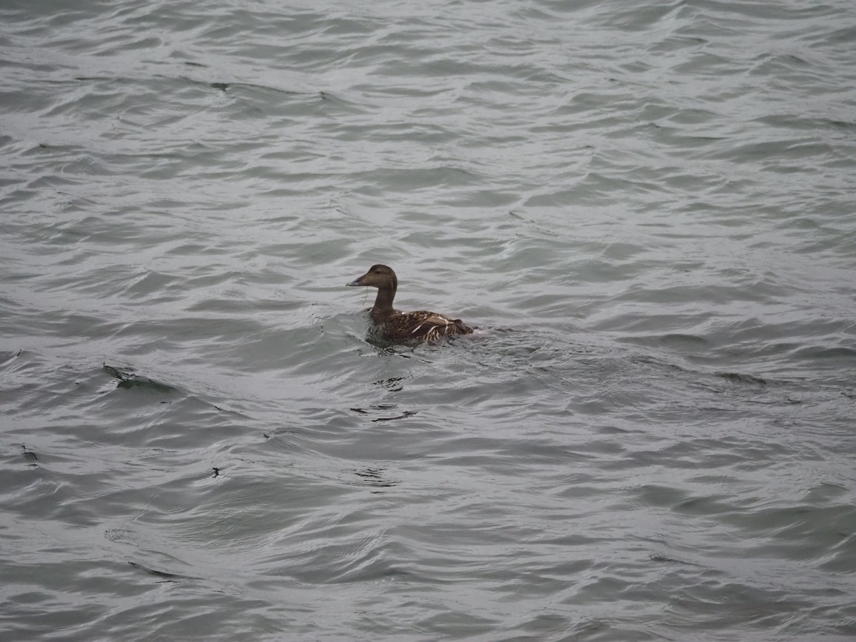 Common Eider - ML620513105