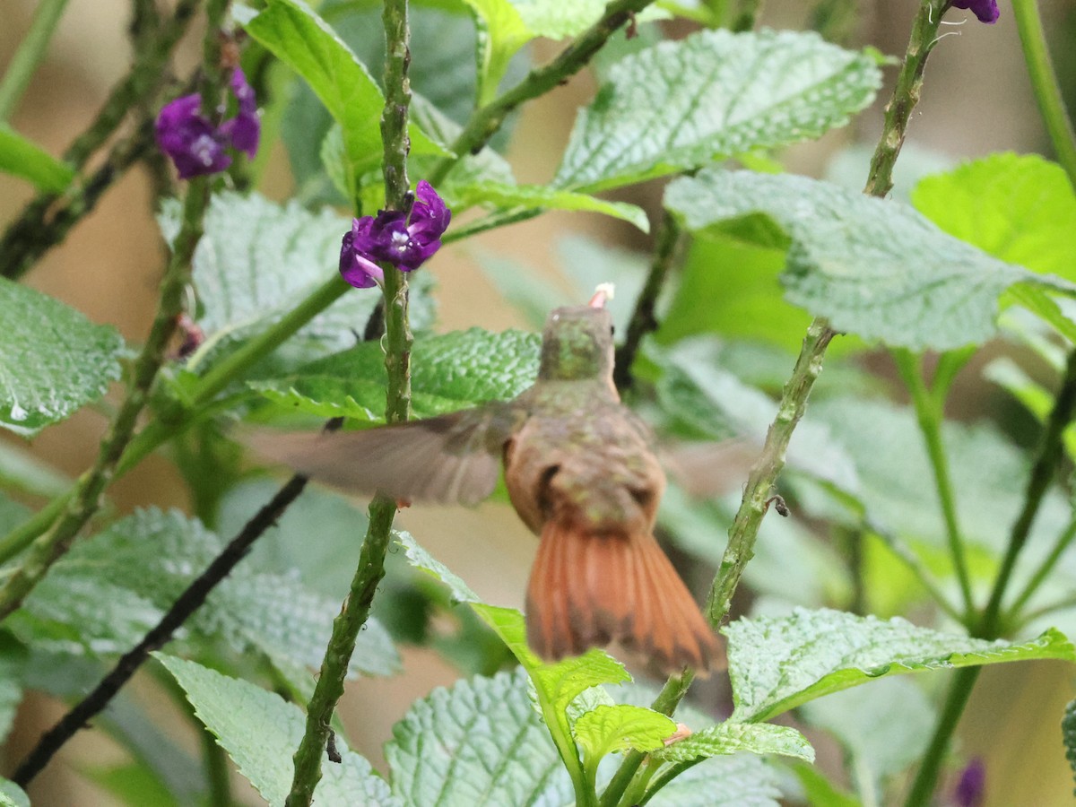 Cinnamon Hummingbird - ML620513108