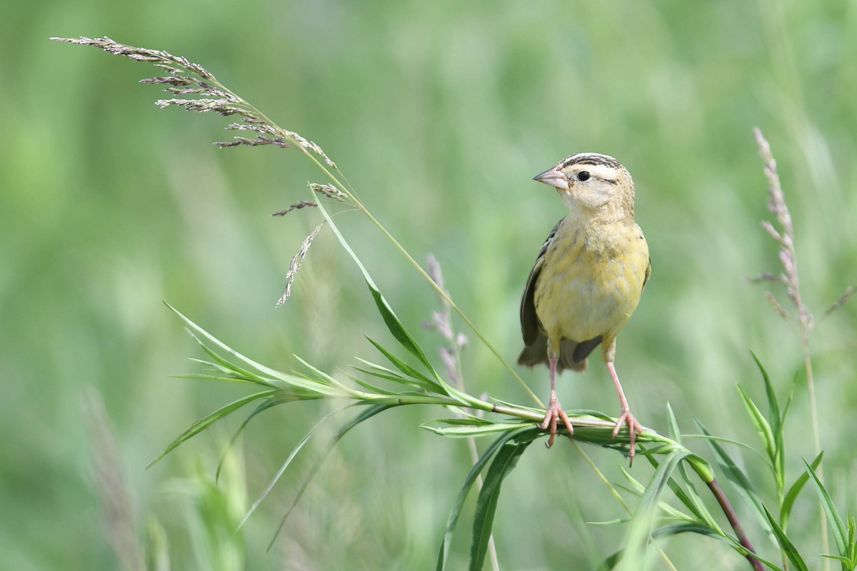 bobolink americký - ML620513113