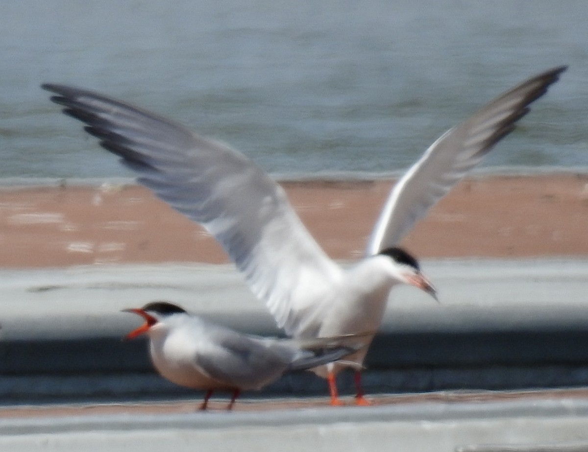 tern sp. - Richard Klauke