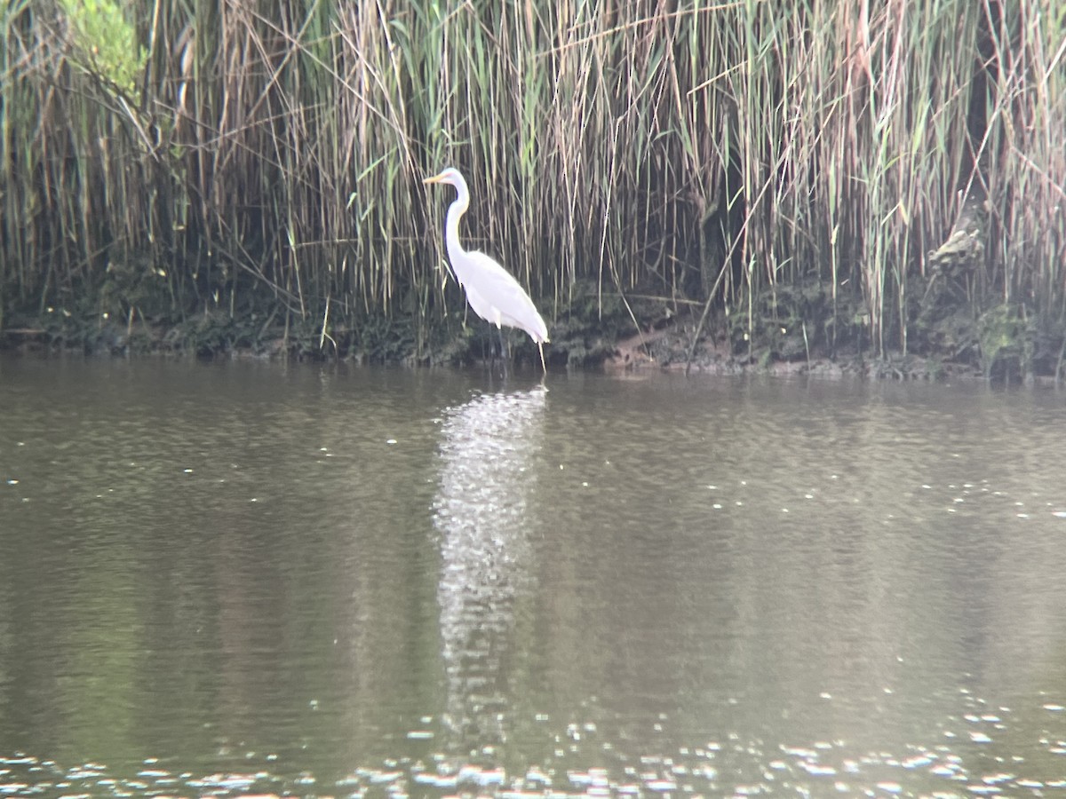 Great Egret - ML620513117