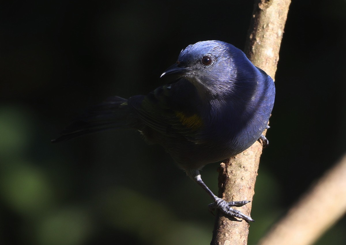 Golden-chevroned Tanager - ML620513121