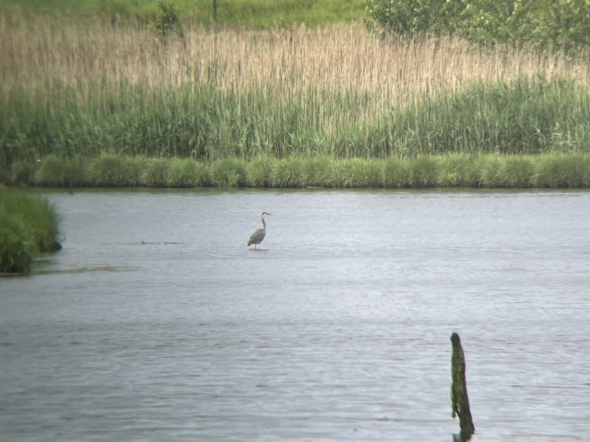 Great Blue Heron - ML620513123