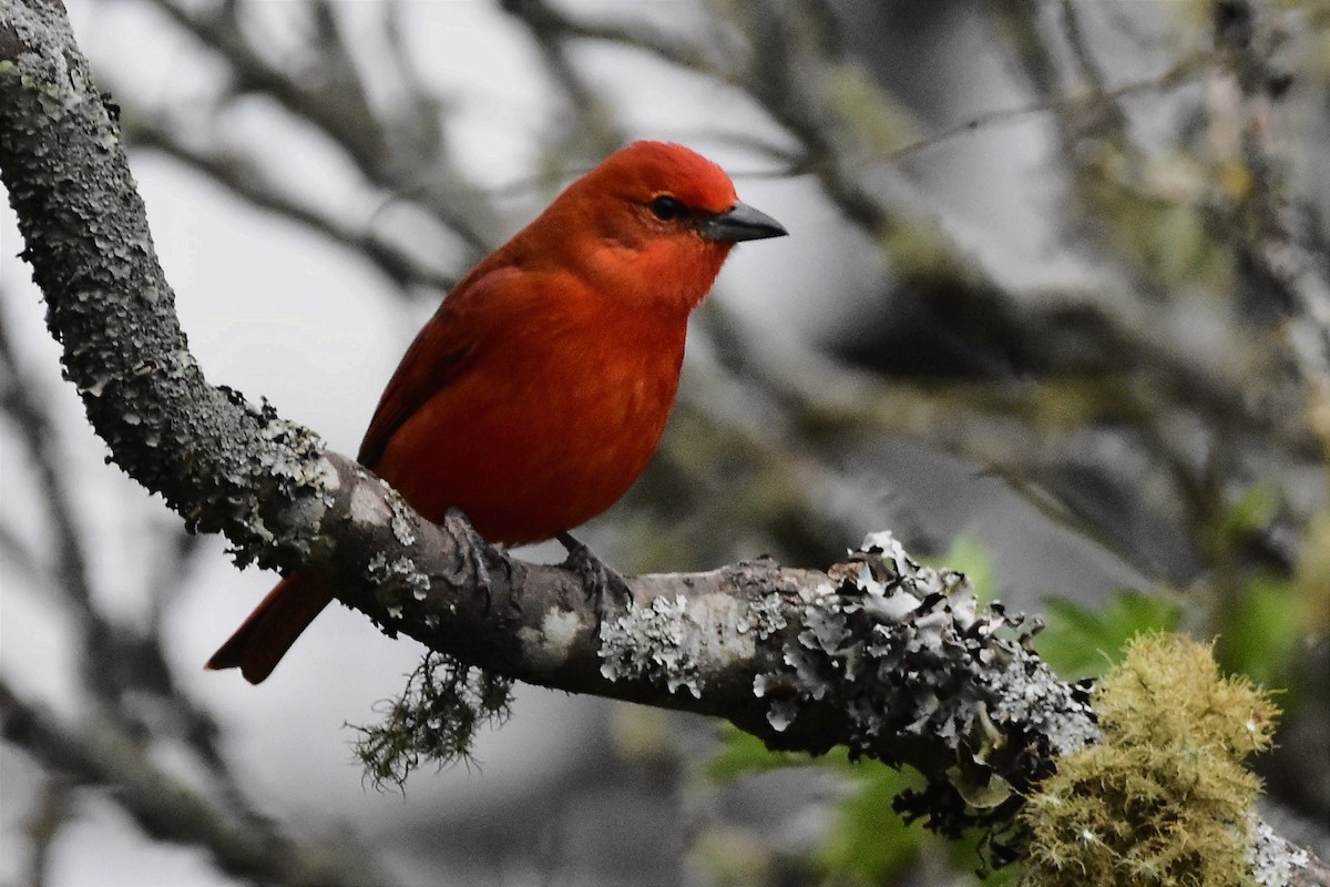 Hepatic Tanager - ML620513125