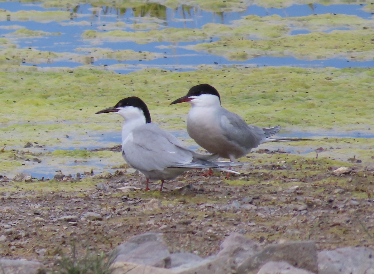 Common Tern (longipennis) - ML620513130