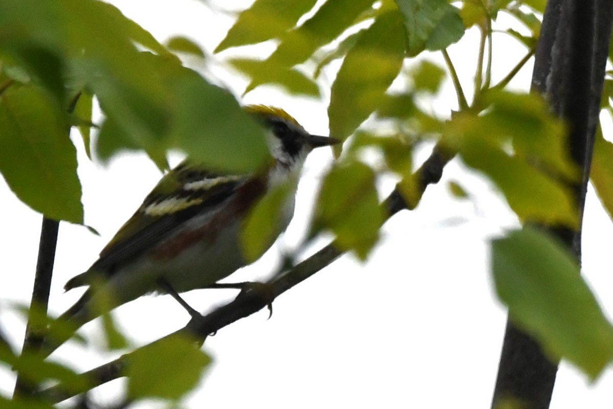 Chestnut-sided Warbler - ML620513131