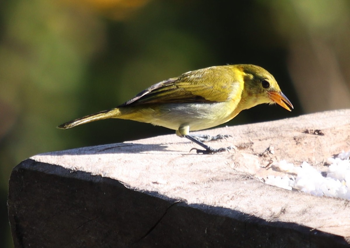 Rufous-headed Tanager - ML620513133